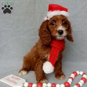 Scout, Cavapoo Puppy